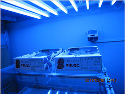 図2　本貯蔵庫を用いたイチゴの鮮度維持実験(青色LED照射中)